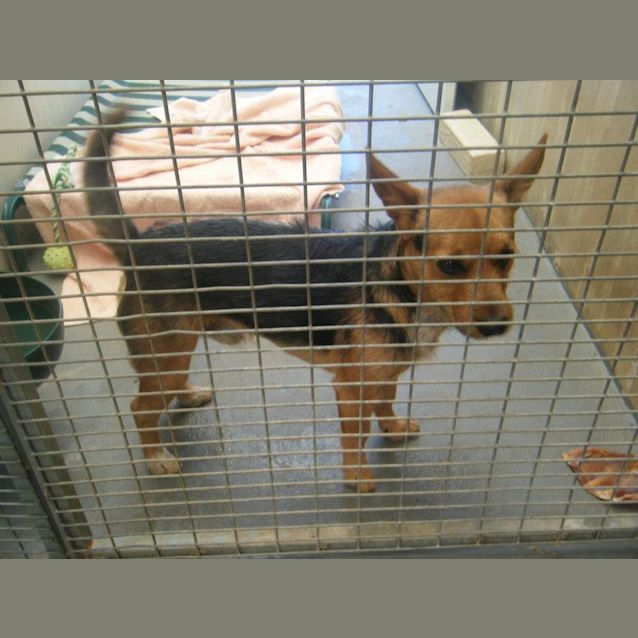 Photo of Rocko Av415 *On Trial*