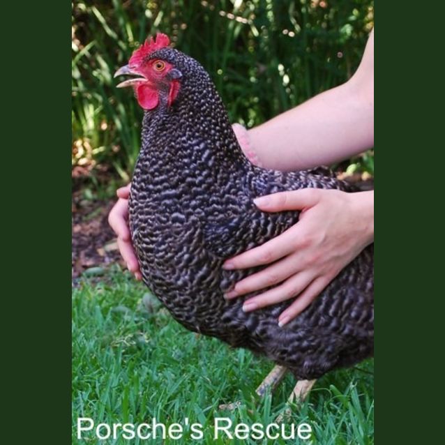 Photo of Elizabeth  On Hold