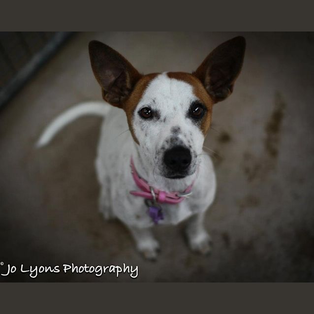 Photo of Opal   Adopted