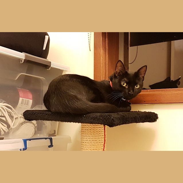 Photo of Midnight 🥀 Stunning Slinky Black Cat