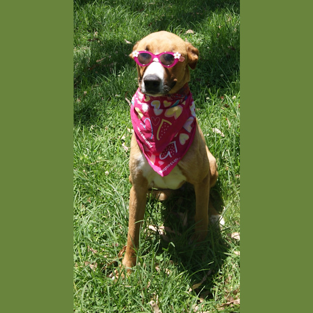 Photo of Tilly (On Trial)
