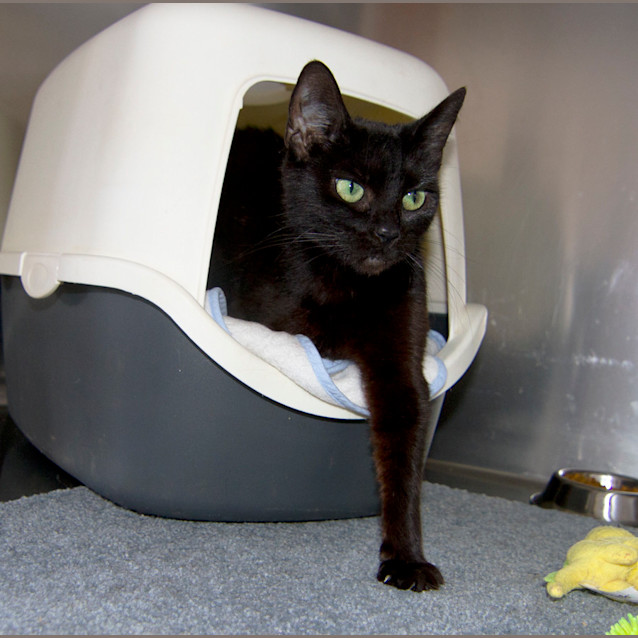 Photo of Bluebell