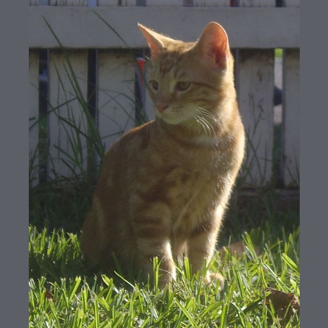 Photo of Kyle   Adoption Pending