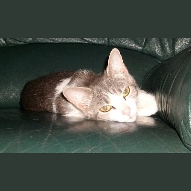 Photo of Abby