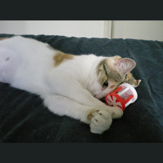 Photo of Penny
