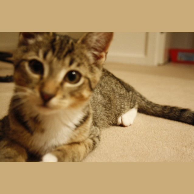 Photo of Levi *Adoption Pending*