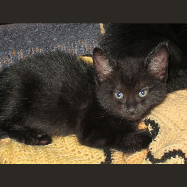 Photo of Ninja