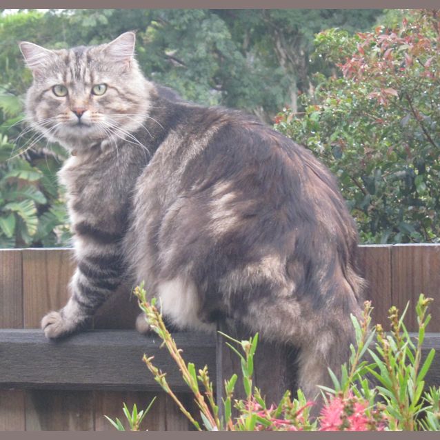 Photo of Sly Roamer