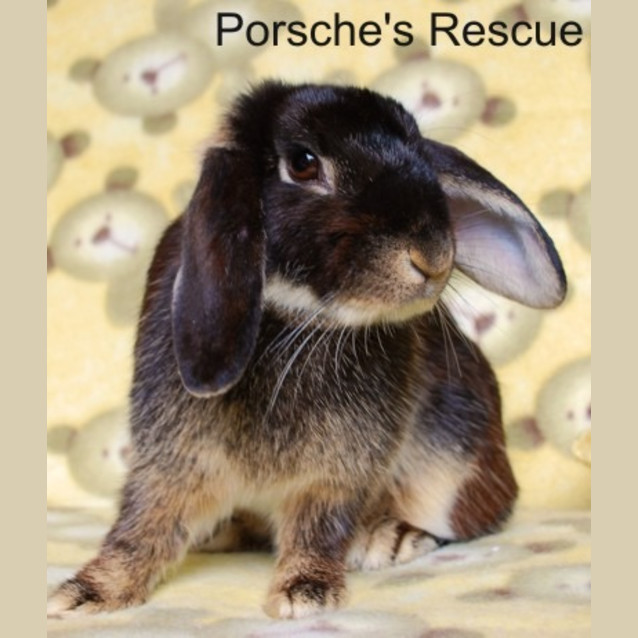 Photo of Rhianna  Desexed And Vaccinated  On Hold