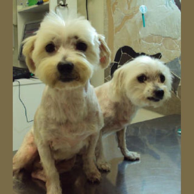 Photo of Homer And Quinn