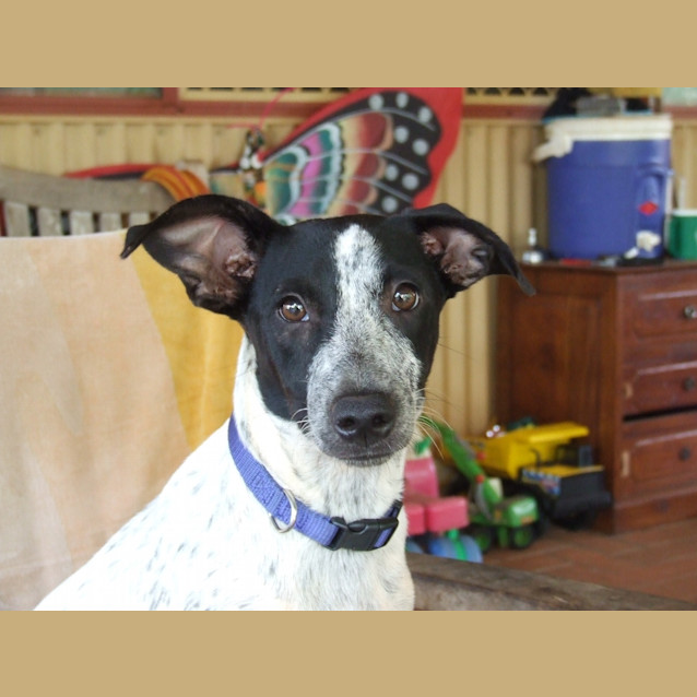 Photo of Ollie
