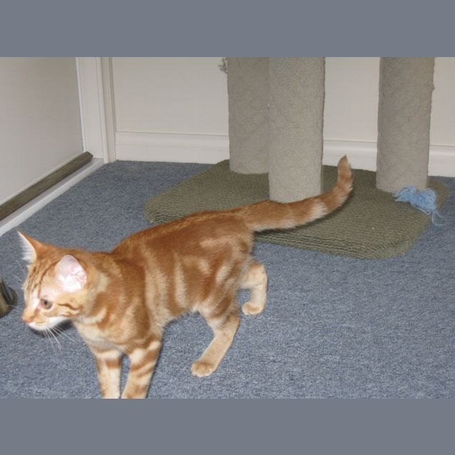 Photo of Ron Aka Ginger