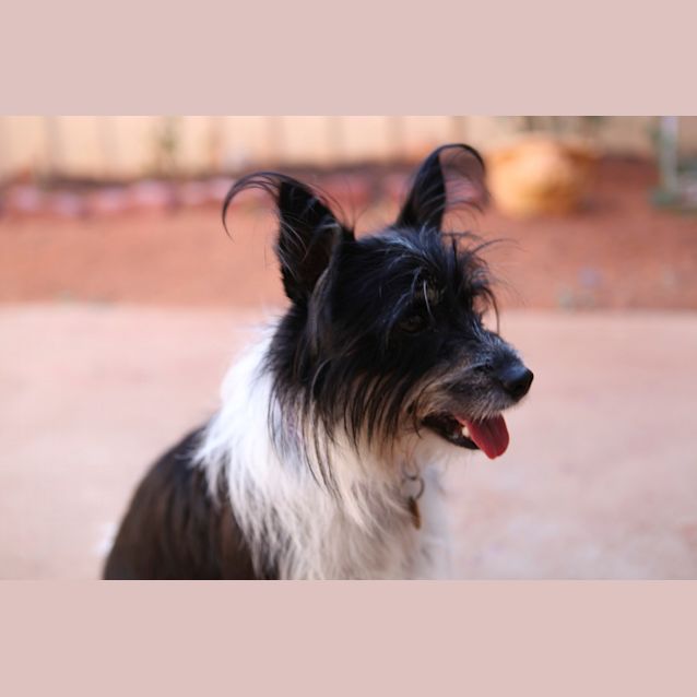 Photo of Scruffy (Hd114)