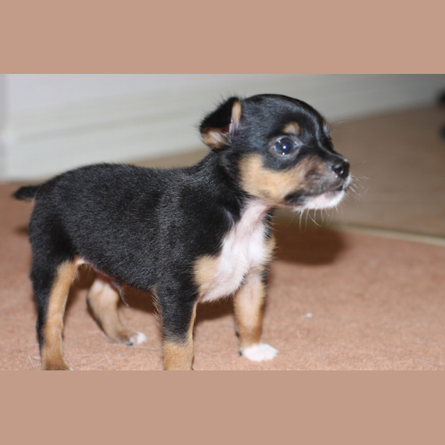 Photo of Rocco (Hd115) *Adoption Pending*