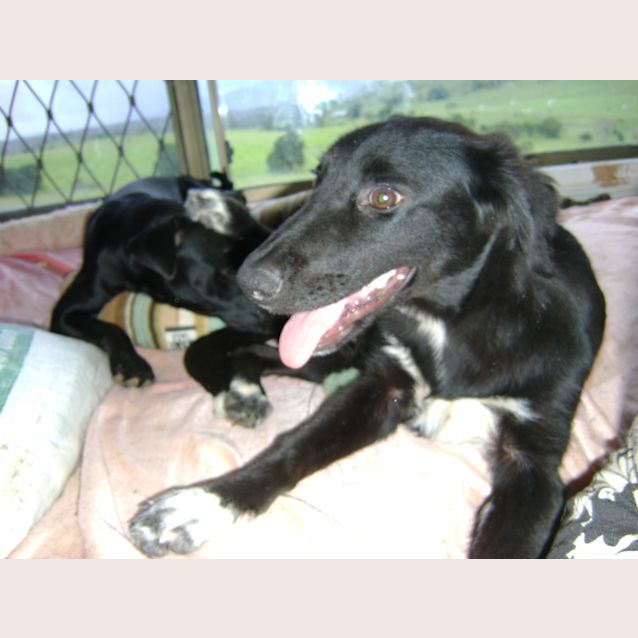 Photo of Layla *Adoption Pending*