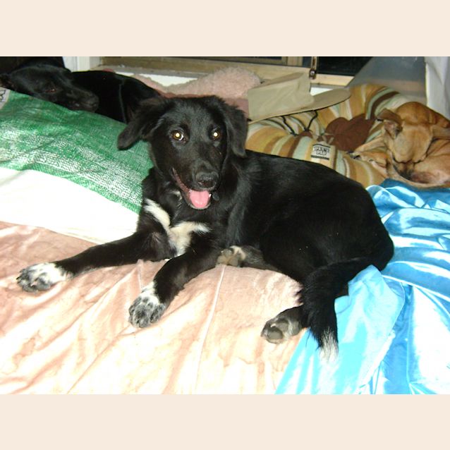 Photo of Layla *Adoption Pending*