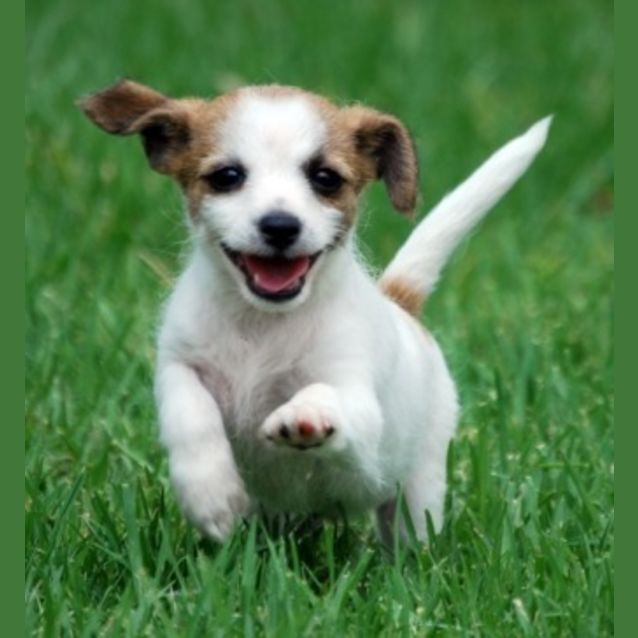 Photo of Tiny Tidbit