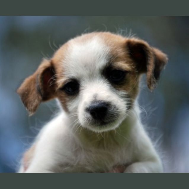 Photo of Tiny Tidbit