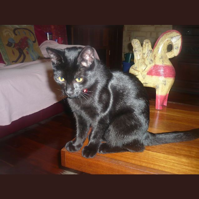 Photo of Willow