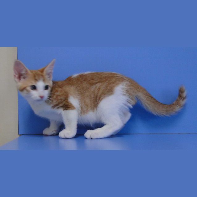 Photo of Ricebubbles