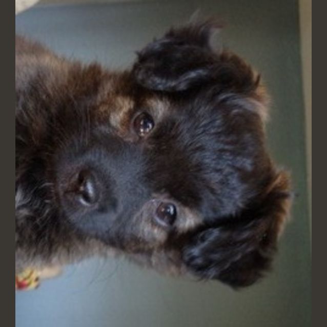 Photo of Maeve