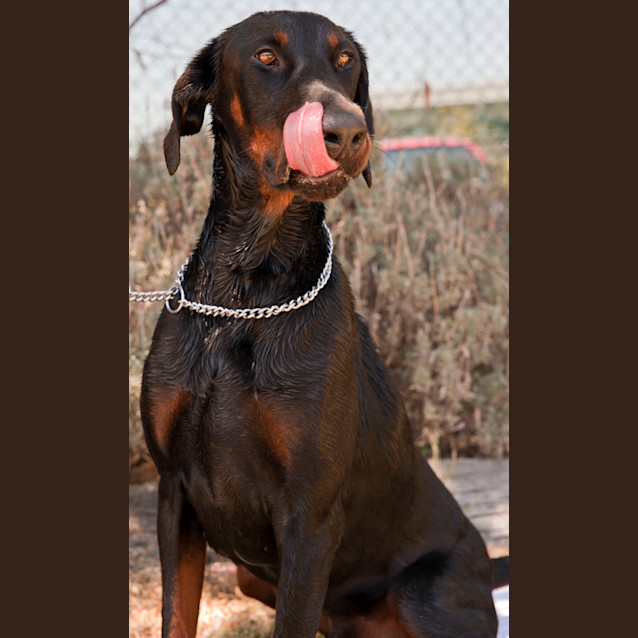 Photo of Diesel   Id 5312