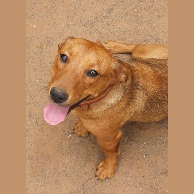 Photo of Chillie   Adoption Pending