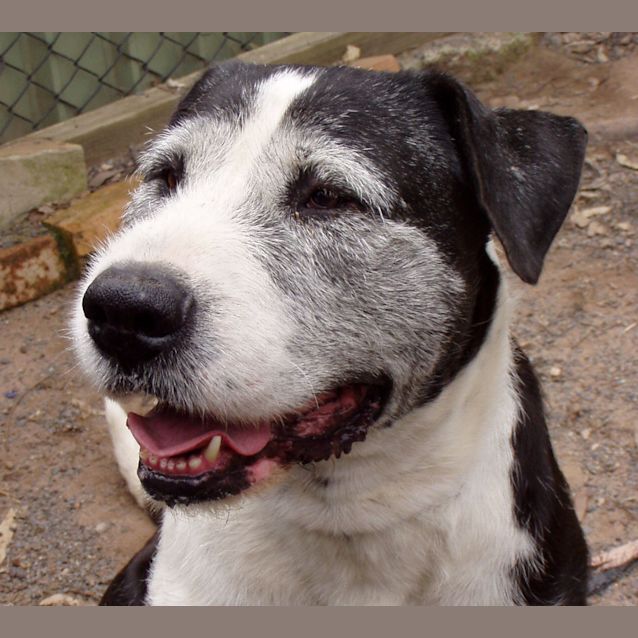 Photo of Chopper   Our Gentle Giant