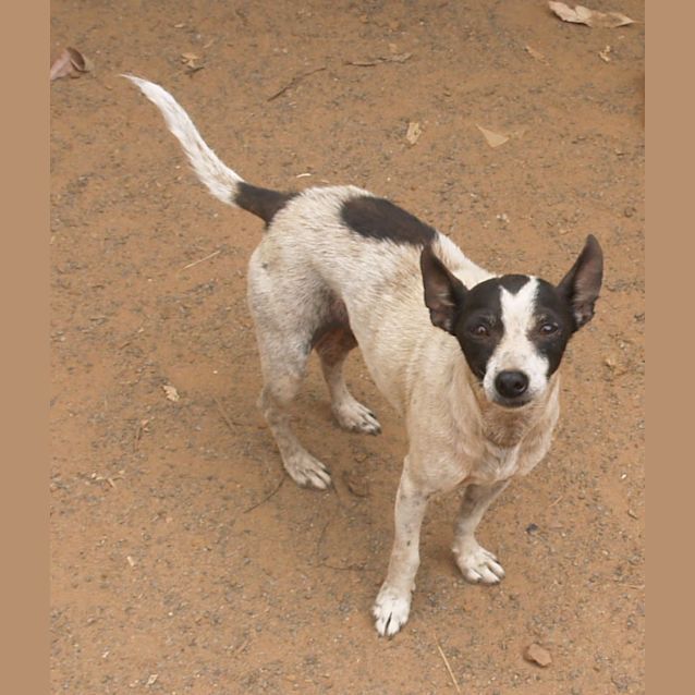 Photo of Jade   Your Companion Dog
