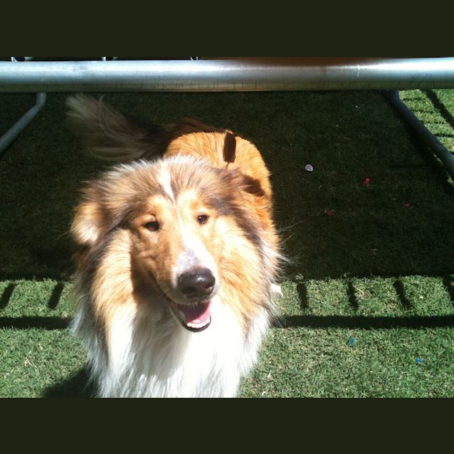 Photo of Rufus ****On Hold*****