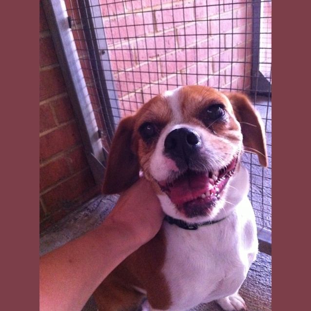 Photo of Urgent Foster Care Lola  