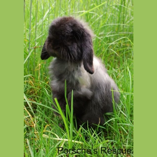 Photo of Scooter  Desexed And Vaccinated  On Hold