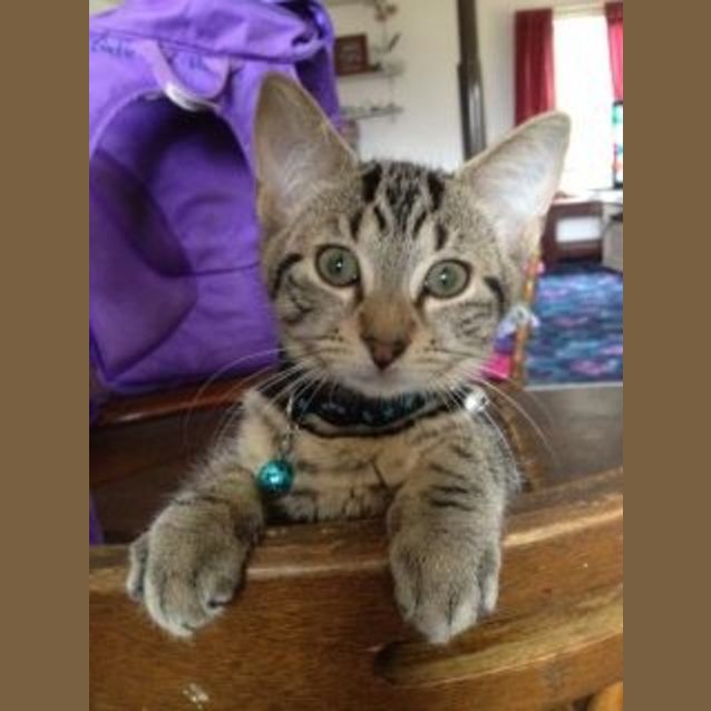 Photo of Felix