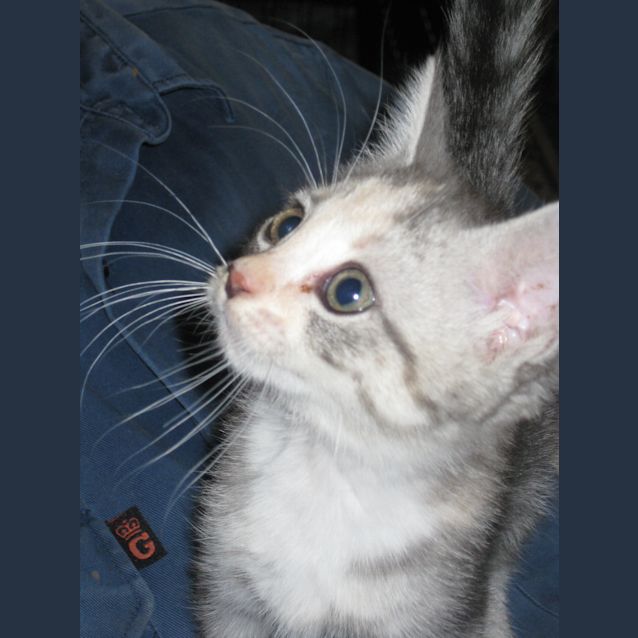 Photo of Pebbles
