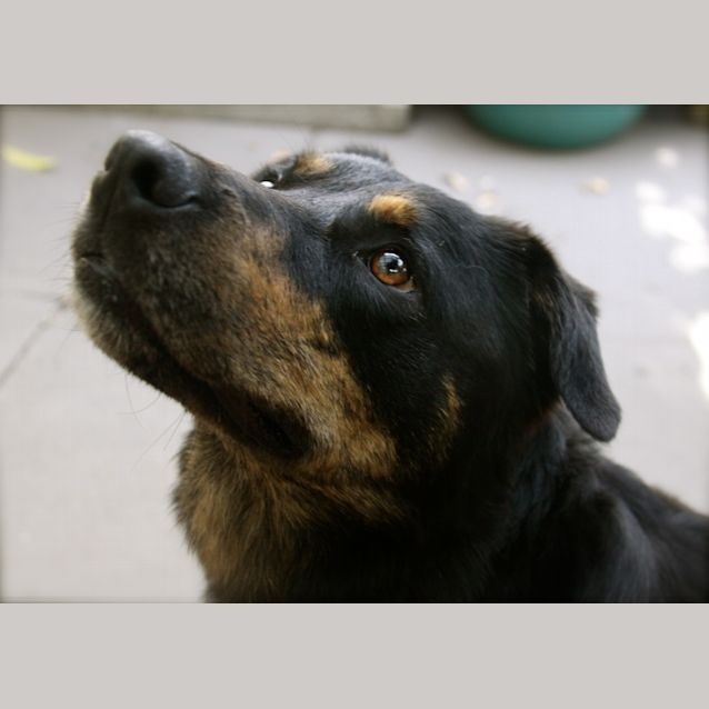 Photo of Remus