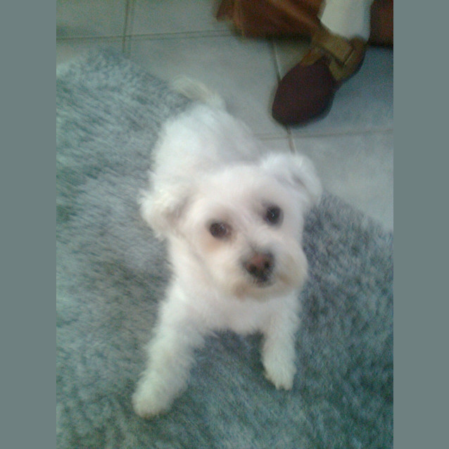 Photo of Benji