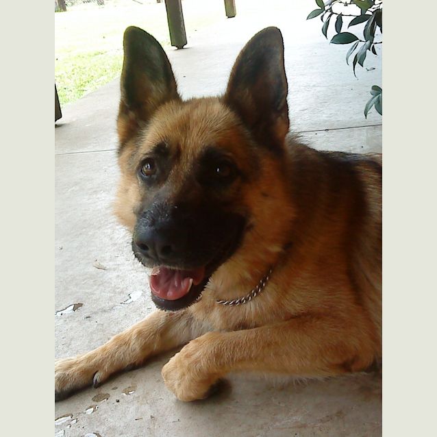 Photo of Jag On Hold Pending Adoption