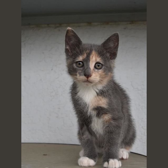 Photo of Tinkerbell