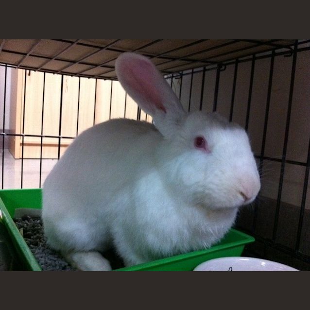 Photo of C10886   Wilbur