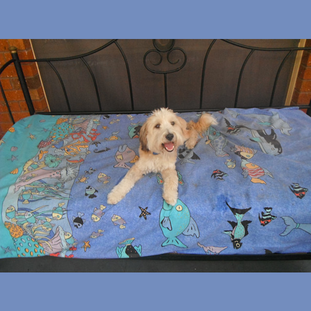 Photo of Charlie