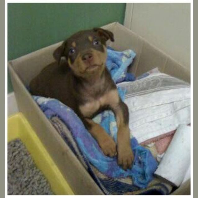 Photo of Rabbit **Adoption In Progress**
