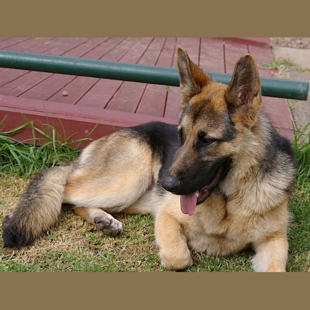 Photo of Leah Has Found Her Forever Home