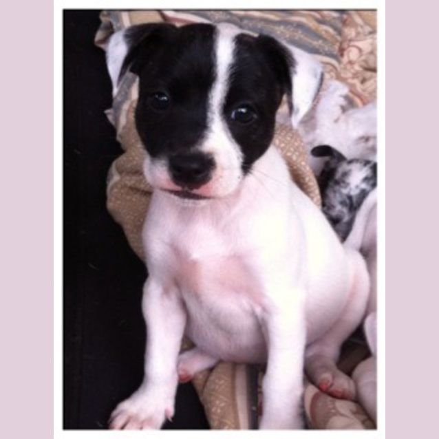 Photo of Dolly