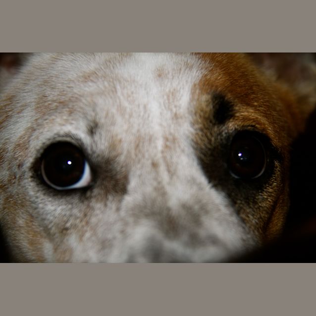 Photo of Juno *On Trial In Her New Home*