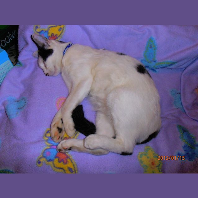 Photo of Aiko