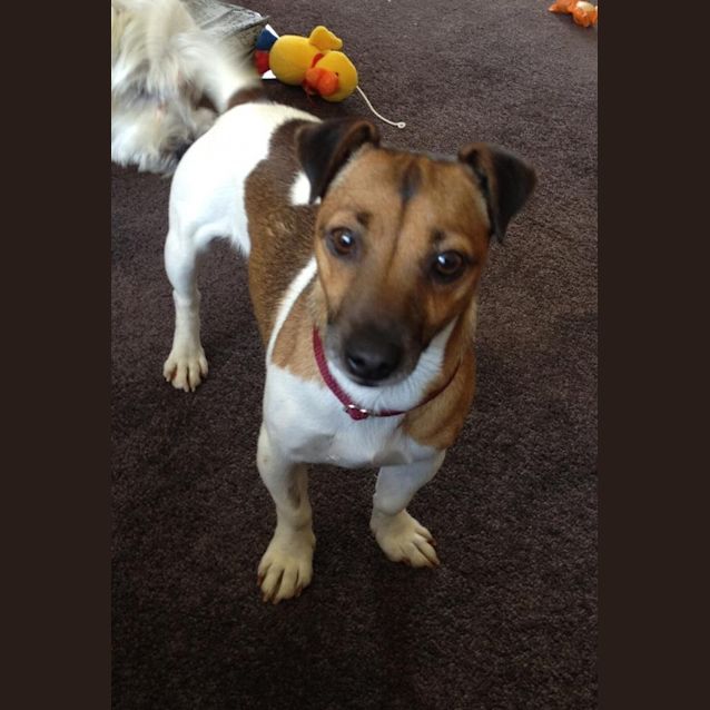 Photo of Lolli