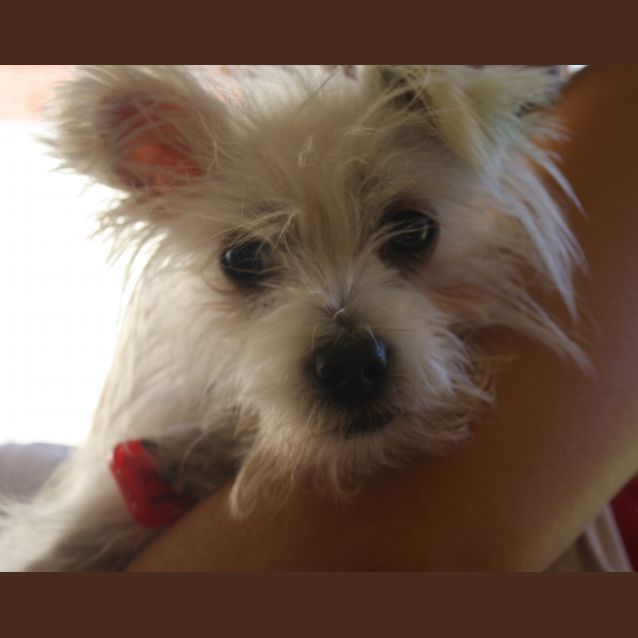 Photo of Pixie *On Trial*