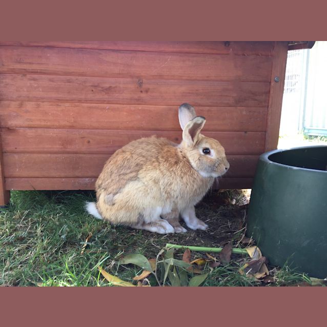 Photo of Thumper