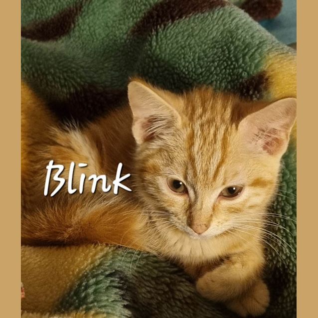 Photo of Blink