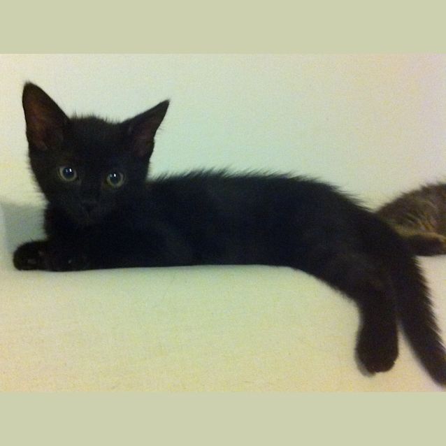 Photo of Benji